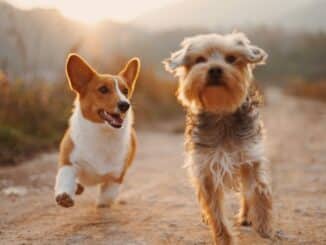 pet insurance