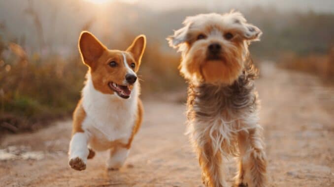 pet insurance