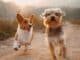 pet insurance