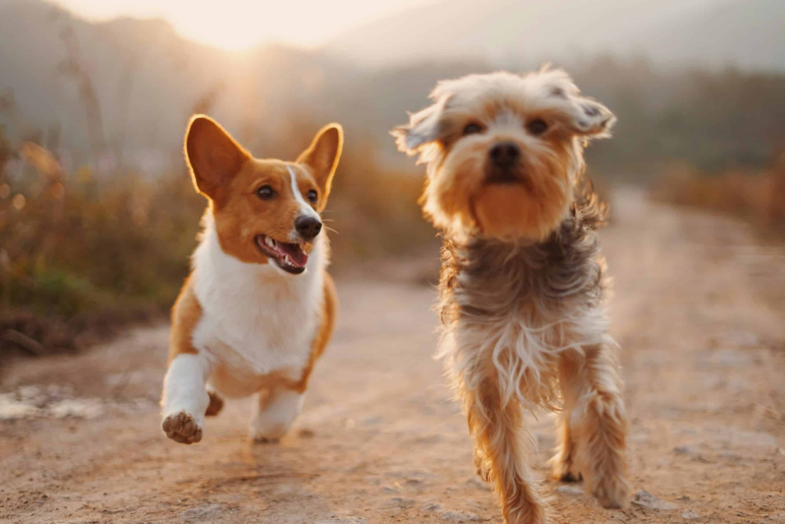 Pet Insurance by Type of Animal - Insurance Explained : How it Works