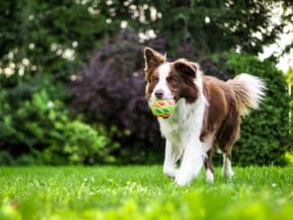 pet insurance