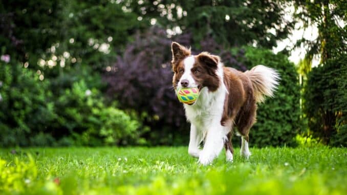 pet insurance