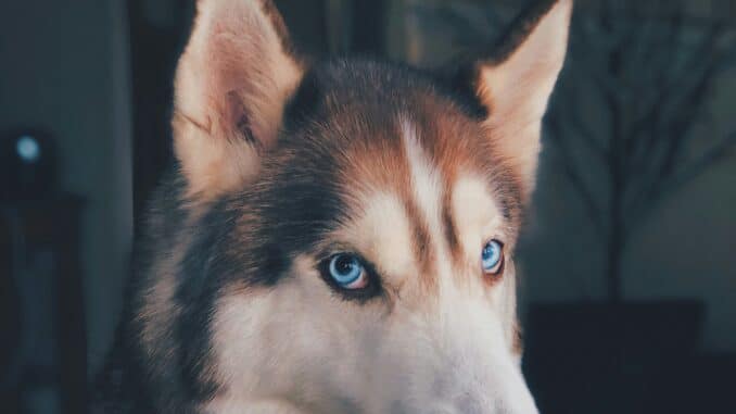 pet insurance