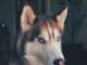 pet insurance
