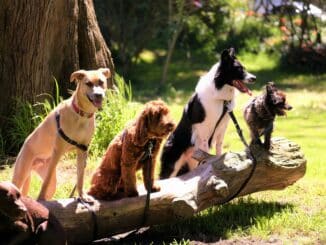 pet insurance
