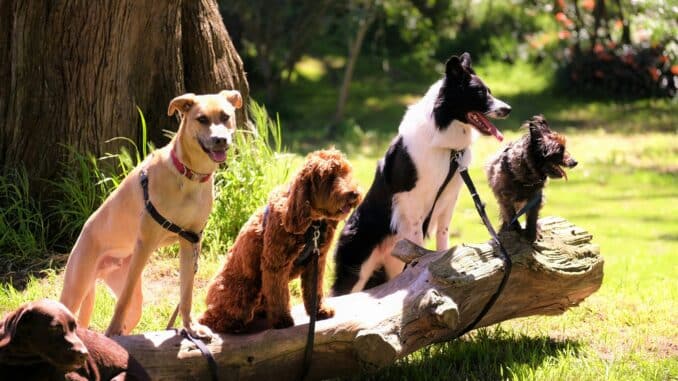 pet insurance