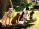 pet insurance