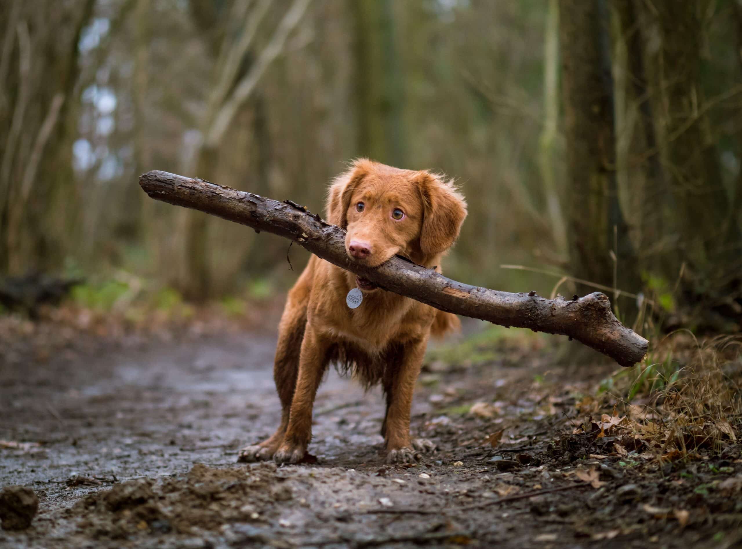 pet insurance