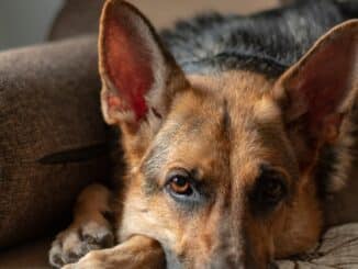 pet insurance