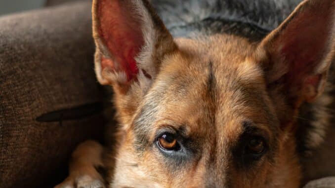 pet insurance
