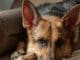 pet insurance