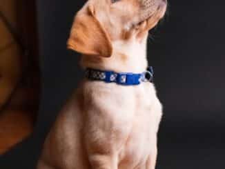 pet insurance