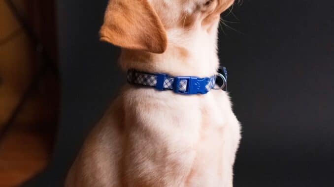 pet insurance