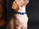 pet insurance